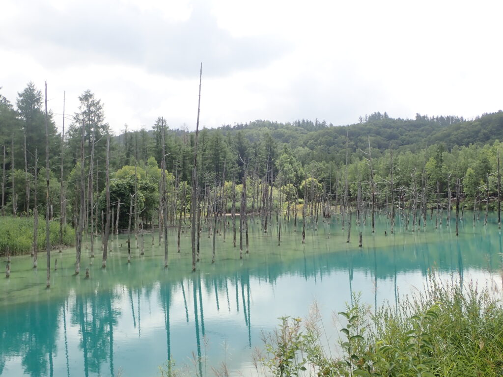 もっと知りたい青い池 | 十勝岳ジオパーク 美瑛・上富良野エリア