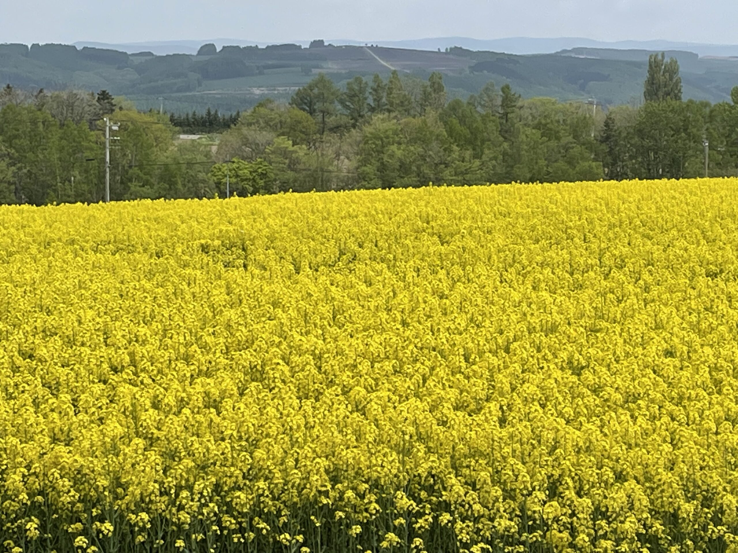 満開の菜の花畑 | 十勝岳ジオパーク 美瑛・上富良野エリア
